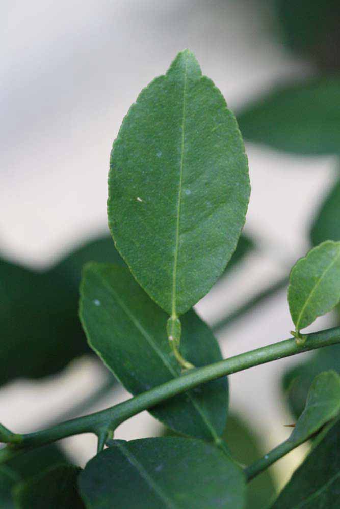            Unifoliolate leaf (Mexican, Riverside, CA)   